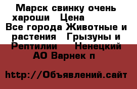 Марск свинку очень хароши › Цена ­ 2 000 - Все города Животные и растения » Грызуны и Рептилии   . Ненецкий АО,Варнек п.